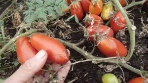 ФИТОФТОРА НА ПОМИДОРАХ-сорт томатов дамские пальчики
