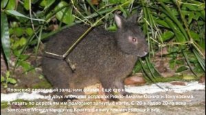 Детям о животных: Зайцы