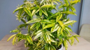 Драцена Суркулоза (Годсефа) Майк, цветение. Dracaena surculosa Mike.