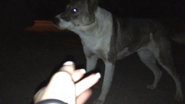 Милашка без хозяина