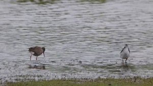 Terek Sandpiper (Xenus cinereus)