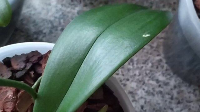 Обзор и полив орхидей 28.01.2023г. Часть 1.??? смотреть онлайн