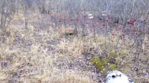 Обыкновенная Пищуха.