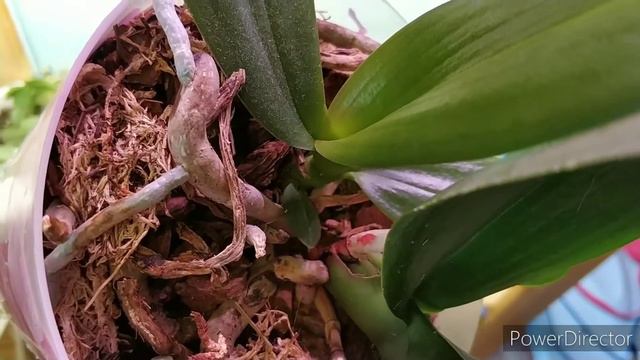 Орхидеи после Аскорутина будут жить🌱#орхидеи#фаленопсисы#цветение смотреть онлайн