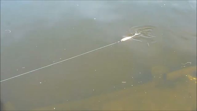 Jerkbaits дайверы Вubuka тесты, техника проводки джеркбейтов смотреть онлайн