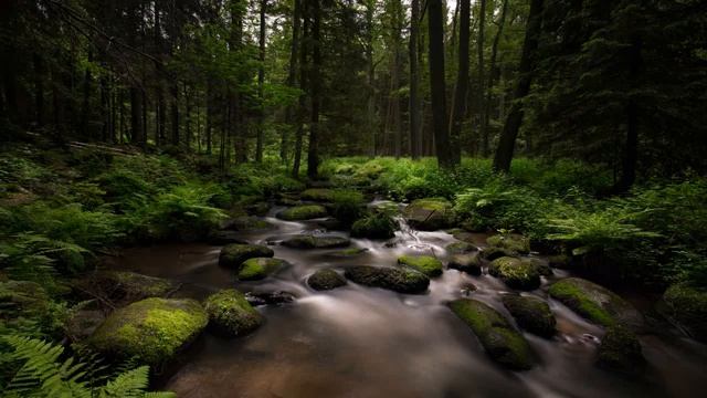 Лечебное пение птиц. Красивое пение Щегла в лесу/Beautiful singing of a goldfinch смотреть онлайн