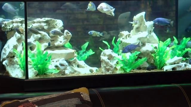 Tetra® – Basic Maintenance Tips For Aquariums смотреть онлайн