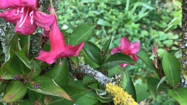 Weigelia 'Weigela 'Bristol Ruby' A Vue D'oeil Il Rougit