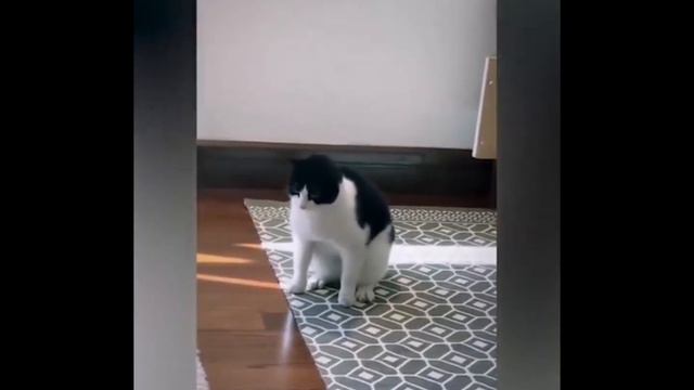 выпуск Забавные животные, смешные и милые подборка из тик тока смотреть онлайн