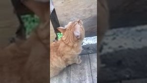 Кот поёт и таким способом ловит птиц)На балконе 4 этажа)
