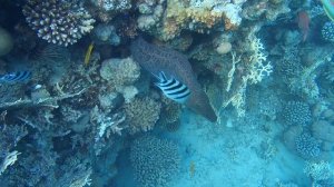 Красное море - гигантская мурена в коралловой норе / Giant moray. Отель Sunwing Waterworld Makadi.