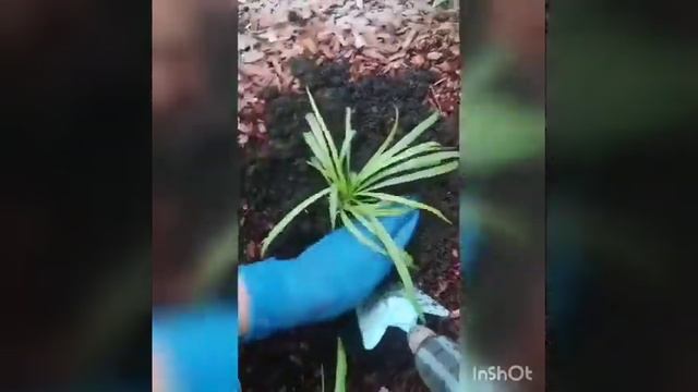 Посадка растений в клумбу "укрытую" корой лиственницы. смотреть онлайн