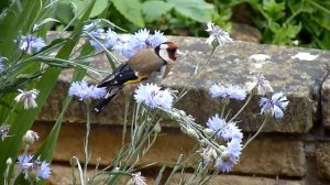 very small unknown bird in my gaden... Panasonic FZ38 full 18x zoom handheld