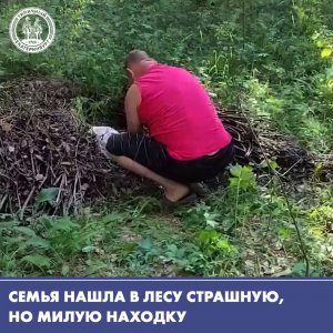 Страшно милая находка в лесу