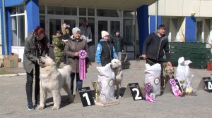 В столице Хакасии прошли две выставки собак