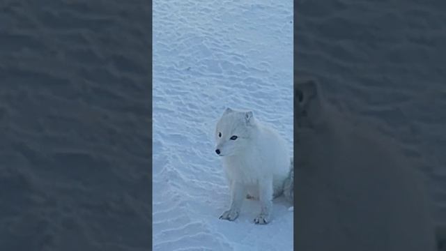 Пушной зверёк.1 апреля.Arctic FOX.