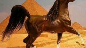 Арабские скакуны — самые красивые кони!