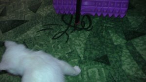 Котик Платон сегоня уезжает в новый дом