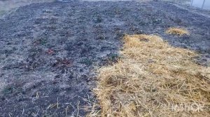 Укрываем клубнику на зиму ,чтобы летом получить хороший урожай.
