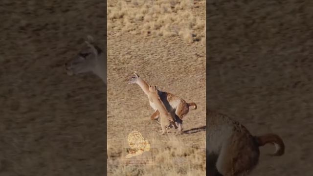 Epic Puma & Guanaco Battle🐆🦙 #puma #mountainlions #lama #wildlife #wild #usa #animal #pets #cat #no