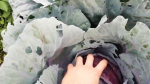 Обзор капусты на даче. Гибриды Мегатон, цветная Скайвокер и Гудман, Карафлекс. Новинка Вероника.