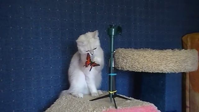 Царевна Лебедь 2 смотреть онлайн