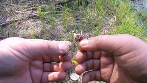 Бамбуковая удочка мечта!) Рыбалка на карася с берега. КАЙФ))