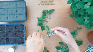 Хризантема мультифлора и её размножение летом, до набора бутонов..