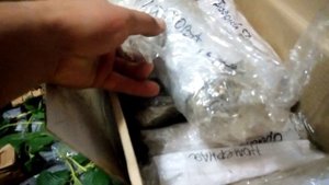 Черенки чёрной смородины. Посылка от Натальи Ягодка 31.