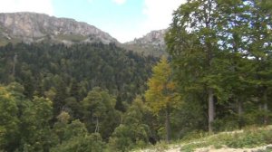 vatravel.ru  Яворовая поляна (дорога от п.Гузерипль, Адыгея)