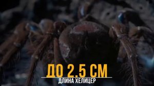 Как охотится самый КРУПНЫЙ паук в мире? Птицеед-Голиаф – гроза мышей, ящериц и даже ядовитых змей!