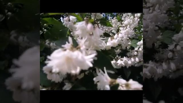 Дейция цветет. смотреть онлайн