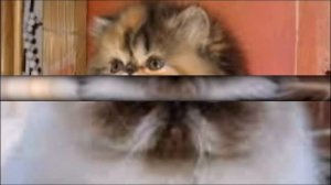 ухаживаем за персидской кошечкой
