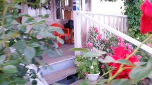 Плетистая роза Симпатия в Кирове