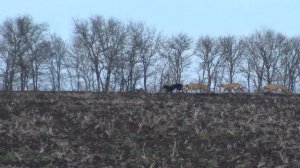 Охота с собаками на зайца