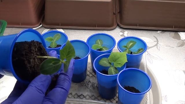 СУПЕР РАССАДА ОГУРЦОВ. ЛЕГКО смотреть онлайн