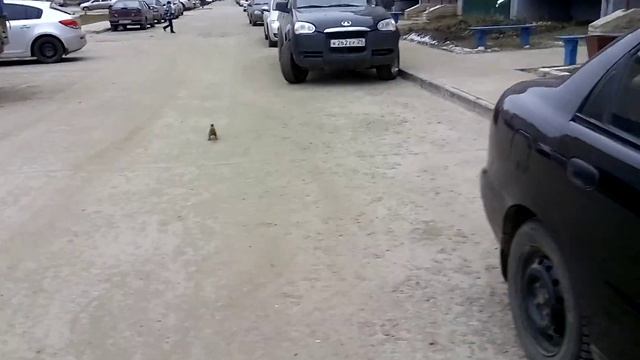 Белка Котлас смотреть онлайн