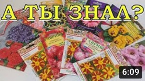 Какие ЦВЕТЫ сеять в ЯНВАРЕ????