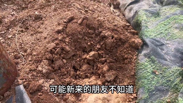 鸭蛋时隔一段又要开始，对着鸭棚挑大的新鲜的，腌过程繁琐很费时 смотреть онлайн