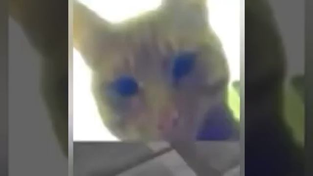 мой кот смотрит на камеру 20 минут смотреть онлайн