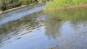 Рыбалка река Чарыш