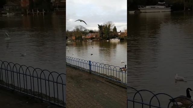 Pleasant walkway by River Thames, Reading (England, UK)