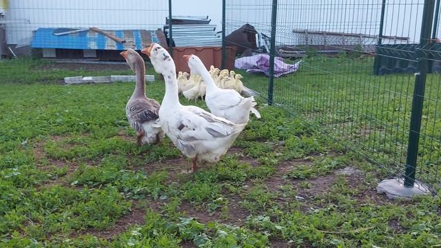 Гуси Холмогоры и гусята Линда из Чувашии.