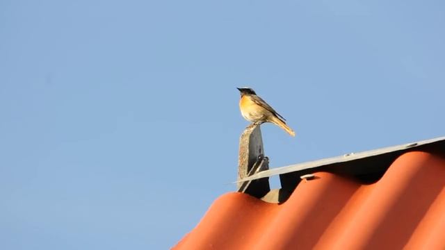 песня горихвостка обыкновенная смотреть онлайн