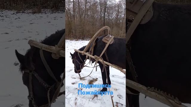 ВОЗ ДЛЯ ЛОШАДИ СВОИМИ РУКАМИ , ПОЕЗДКА В ЛЕС ЗА ДРОВАМИ