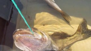 Продольник на судака и лодка "Флагман-320"(продолжение)