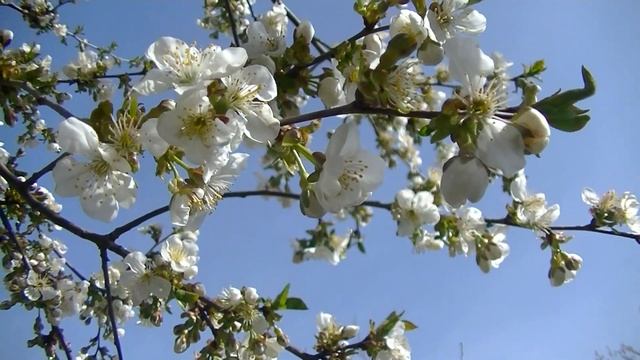 КРАСИВЫЙ ВИДЕОФОН ВИШНЯ В ЦВЕТУ # ФУТАЖ ДЛЯ ВИДЕОМОНТАЖА # смотреть онлайн