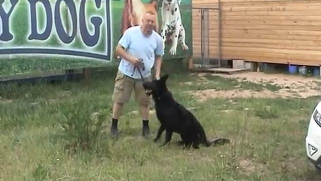 Дрессировка собак ОКД Как научить команде сидеть