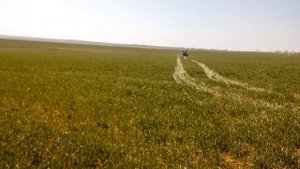 Снятие стресса - опрыскивание озимой пшеницы аминокислотами, карбамидом и сульфатом магния