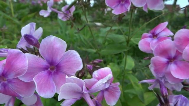 Флокс КРАСОТКА - обзор, описание, цветение, отзыв. смотреть онлайн